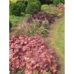 Żurawka 'Georgia Peach' - Heuchera 'Georgia Peach'